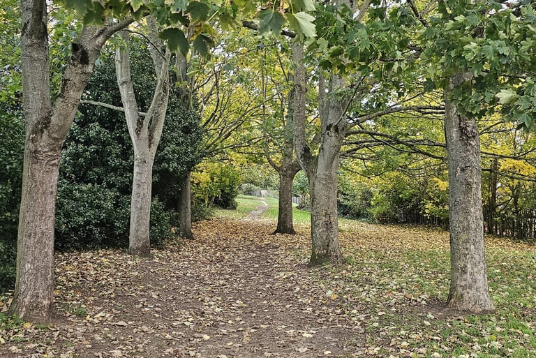 showing a desire line running through mature trees