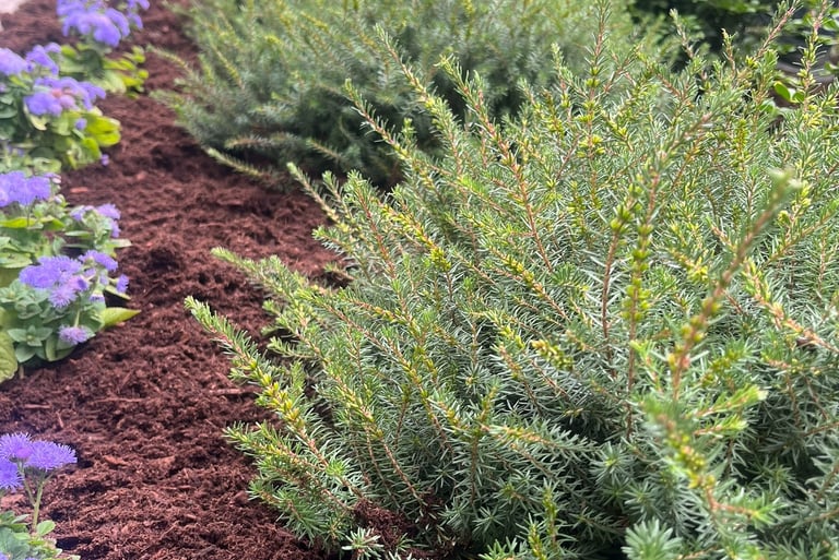 heather with mulch
