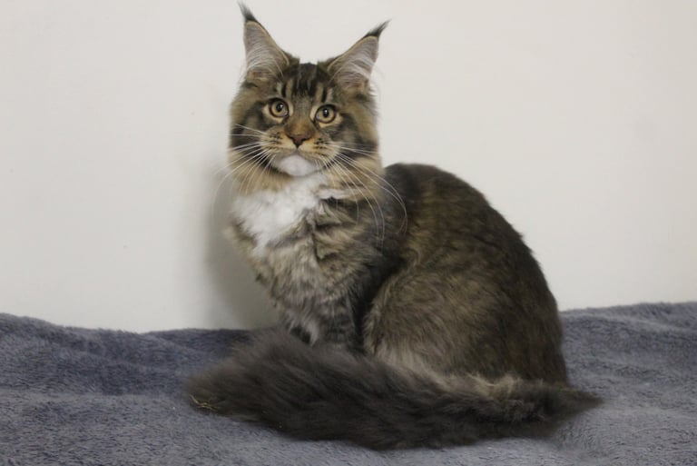 Kassaro Amara our Maine Coon girl at Juannre Cats.