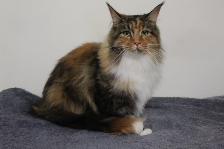 Kassaro Chicago-Doll our Maine Coon queen at Juannre Cats.