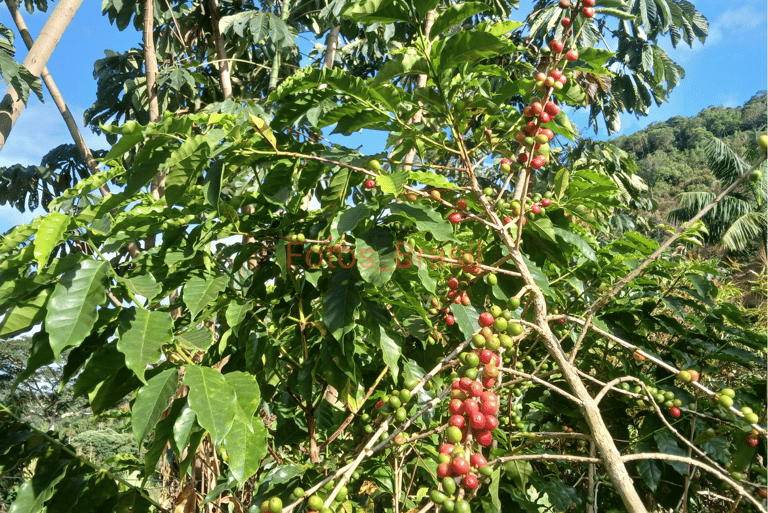 [Download] Um galho do mais amado do mundo: "Café"