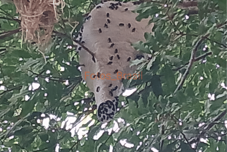 Casa de abelhas exóticas espécie não identificada. Foto_02