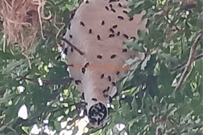 Casa de abelhas exóticas espécie não identificada. Foto_01