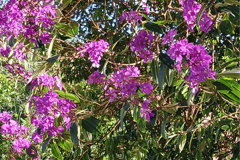 Flores: Natureza silvestre, Quaresmeira. Foto _03