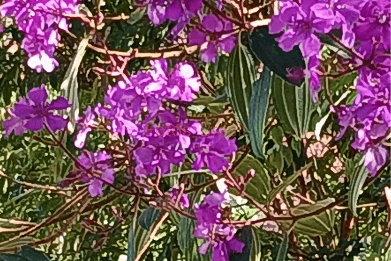 Flores: Natureza silvestre, Quaresmeira. Foto _01