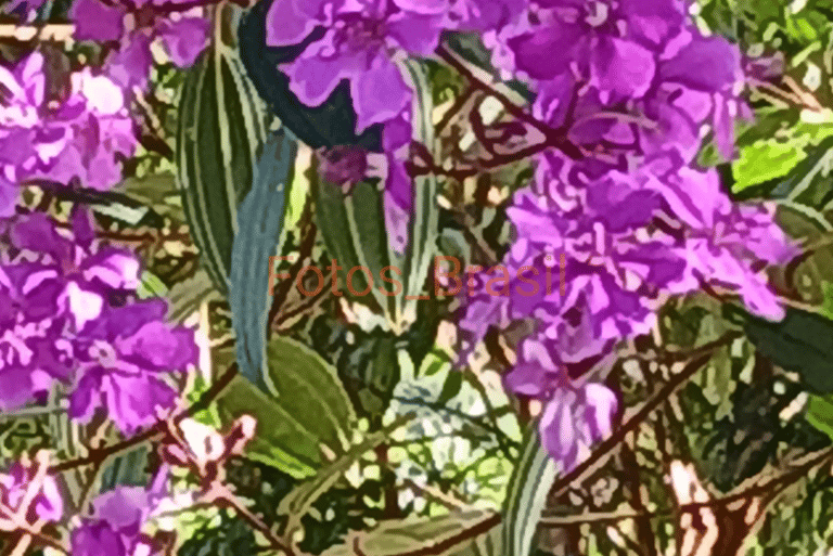 Flores: Natureza silvestre, Quaresmeira. Foto _02