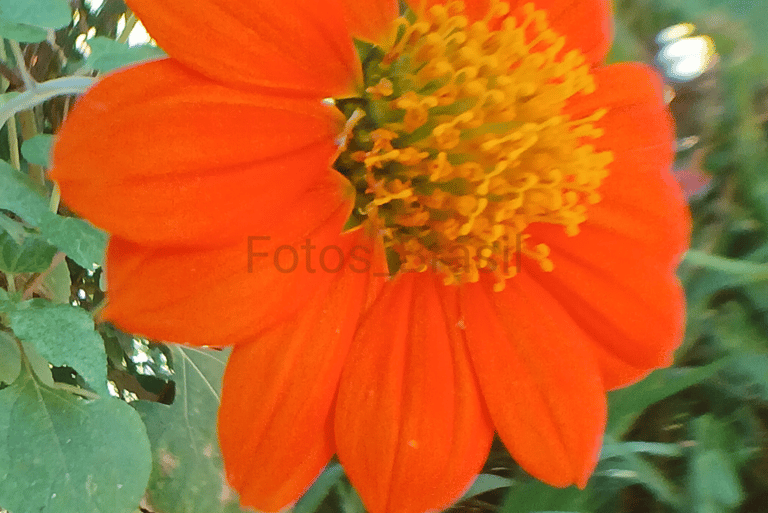 Flores: Natureza jardim, aleatória. Foto _04