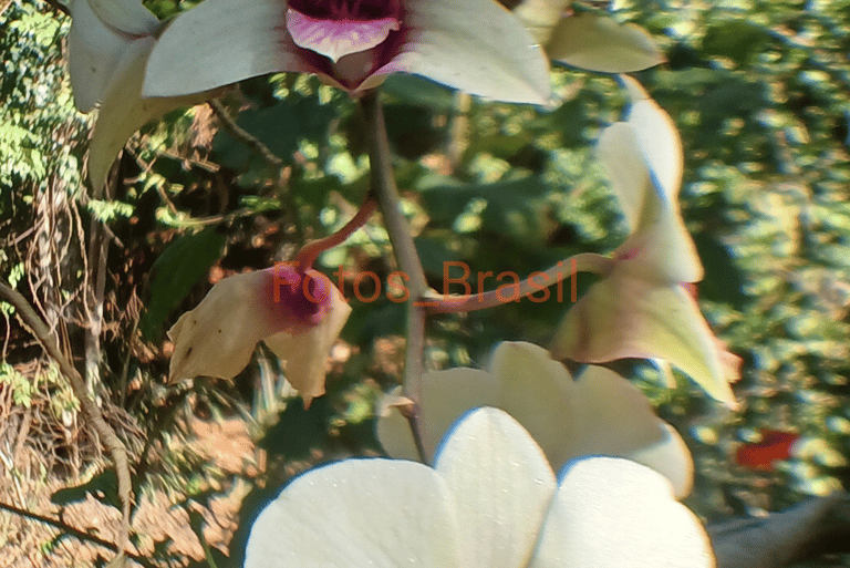 Flores: Natureza hospedeira, Orquídeas. Foto _02