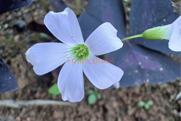 Flores: Natureza jardim, trevo roxo. Foto _02