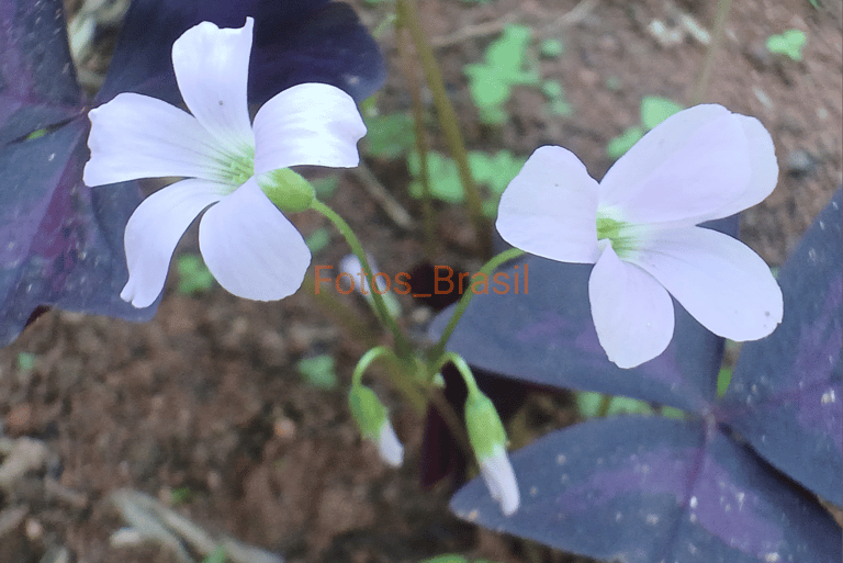 Flores: Natureza jardim, trevo roxo. Foto _03