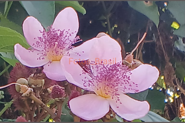 Flores: Urucum colorante de alimentos. Foto _01