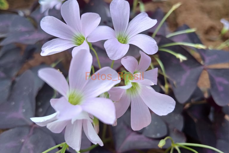 Flores: Natureza jardim, trevo roxo. Foto _01