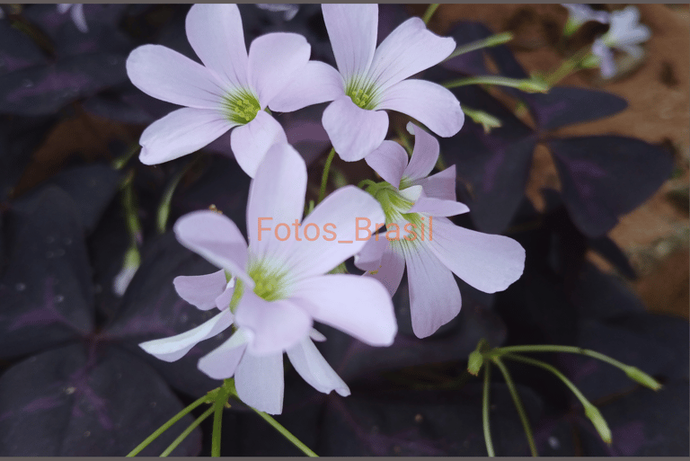 Flores: Natureza jardim, trevo roxo. Foto _04