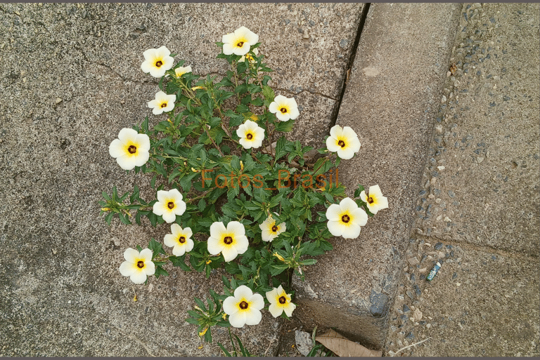 Flores: Natureza jardim, aleatória. Foto _02