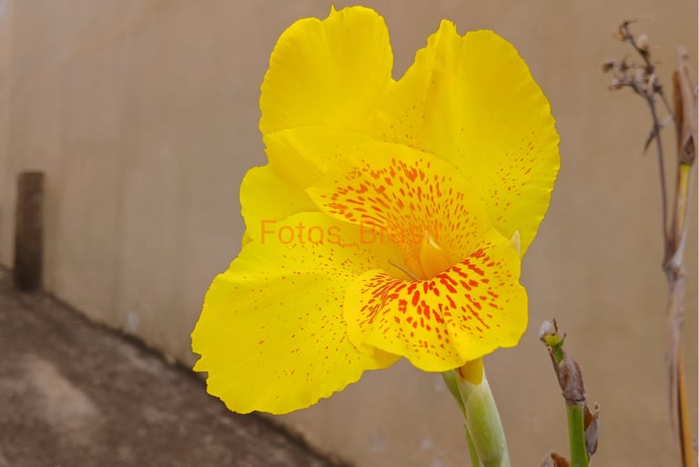 Flores: Natureza jardim, aleatória. Foto _03