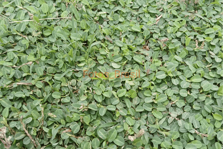 Estilo gramado verde de folhas arredondadas.