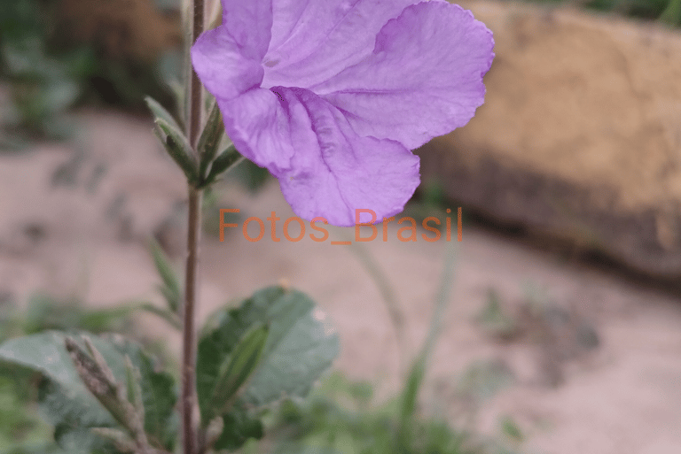 Flores: Natureza jardim, aleatória. Foto _05