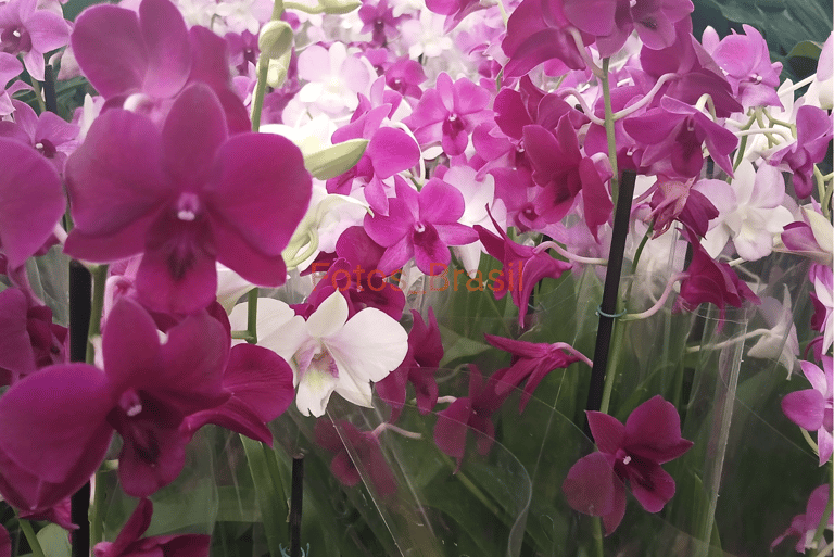 Flores: Natureza hospedeira, Orquídeas. Foto _01