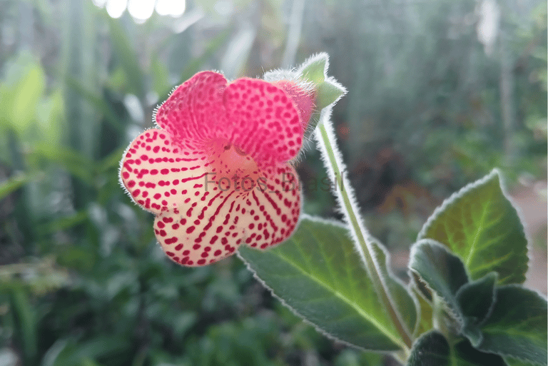 Uma linda flor de cores vibrantes. Vermelho e branco sobre as folhas verde de um quintal