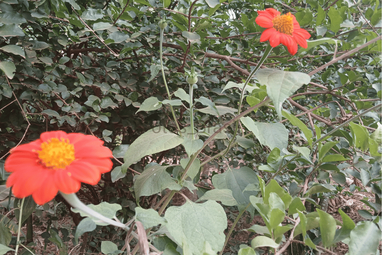 [Download] Flores aleatórias em campos abertos da natureza.