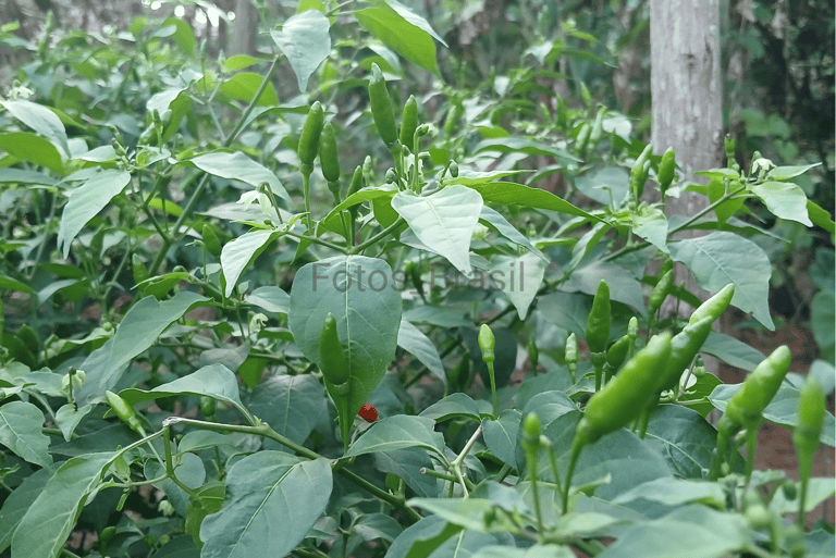 [Download] Pimenta malagueta, extremamente ardida.