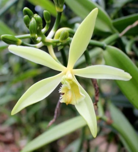 Close-up of a white vanilla orchid flower for a culinary trivia challenge about the origins of a natural vanilla bean.