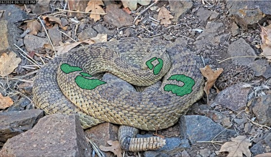 Photo of rattlesnake curled up with a green overlay highlighting the unique markings on the snake