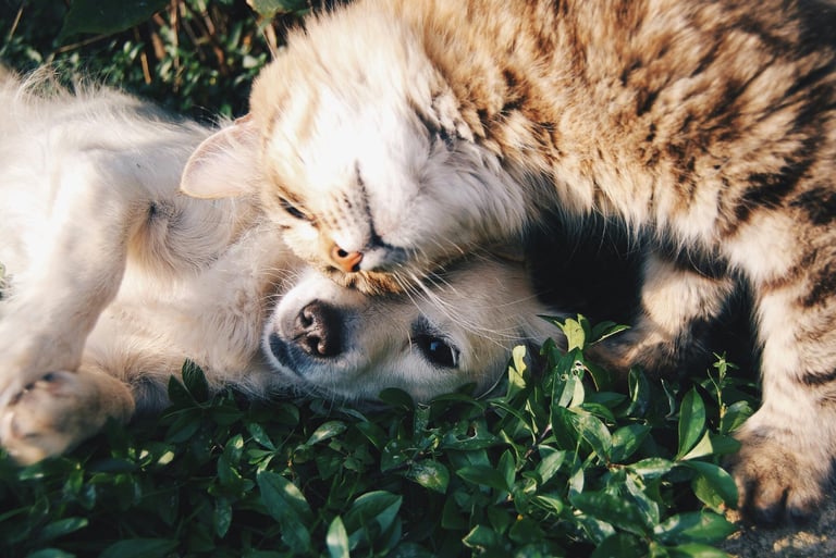 Tabby cat and dog snuggling in grass