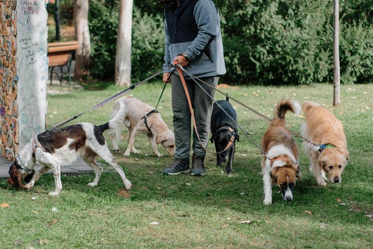 Man walking multiple dogs in park