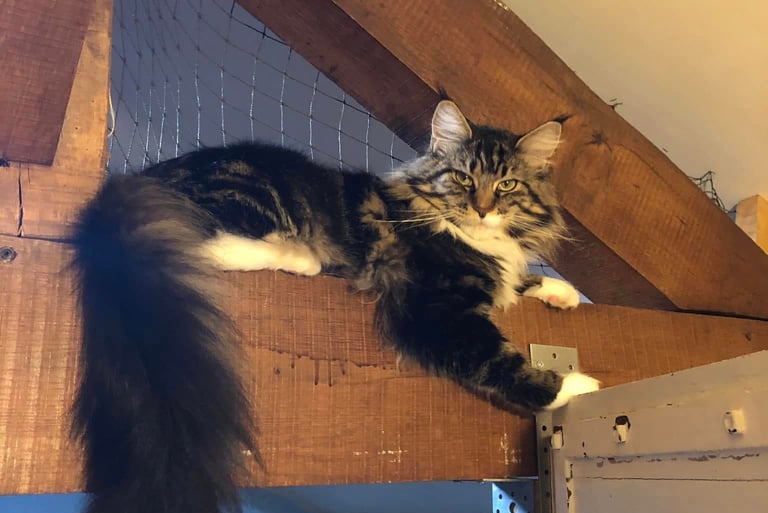 a maine coon  laying on top of a wooden table