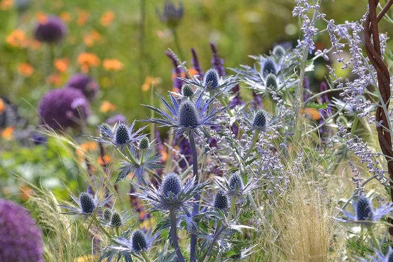Sea holly, Grasses, Alliums and Geum.