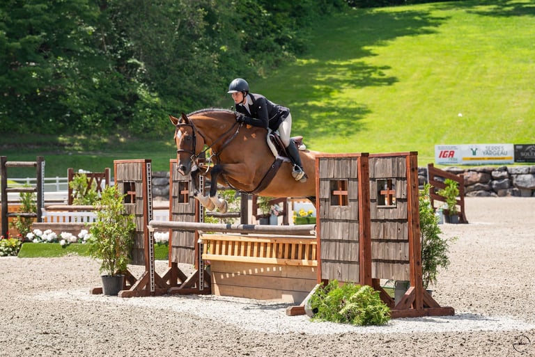 cavalo de l'enfer imported europe - hunter derby horse pre green