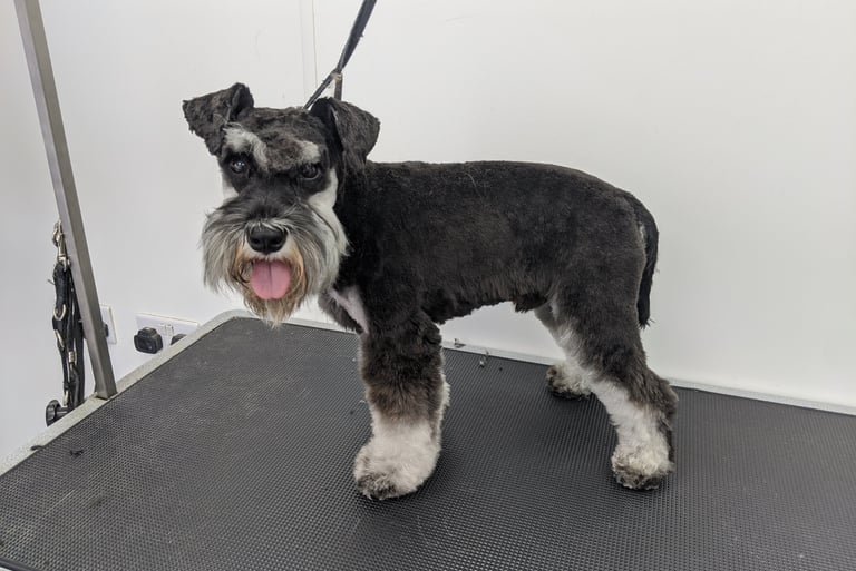 a dog is standing on a black mat mat