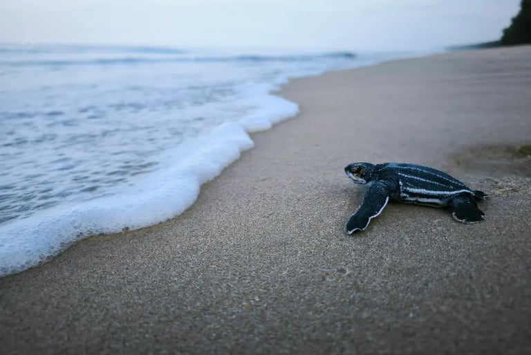 thai mueang turtle releasing festival khao lak phang nga