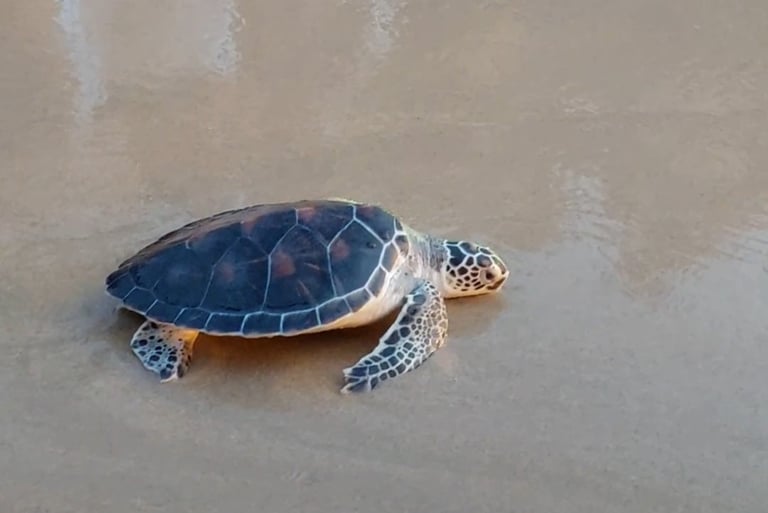 thai mueang turtle releasing festival phang nga khao lak