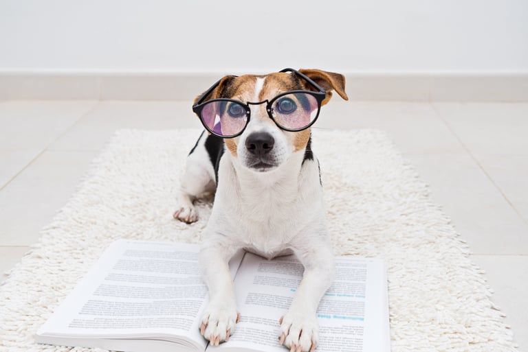 a dog wearing glasses and a pair of glasses