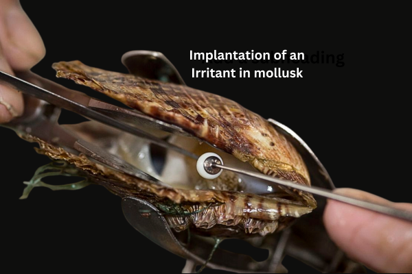 Implantation of an irritant in mollusk