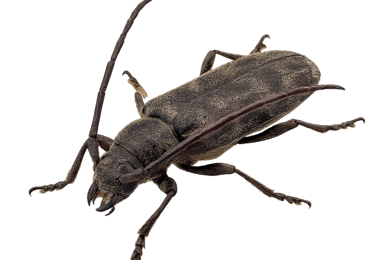 capricorne des maisons Vaud