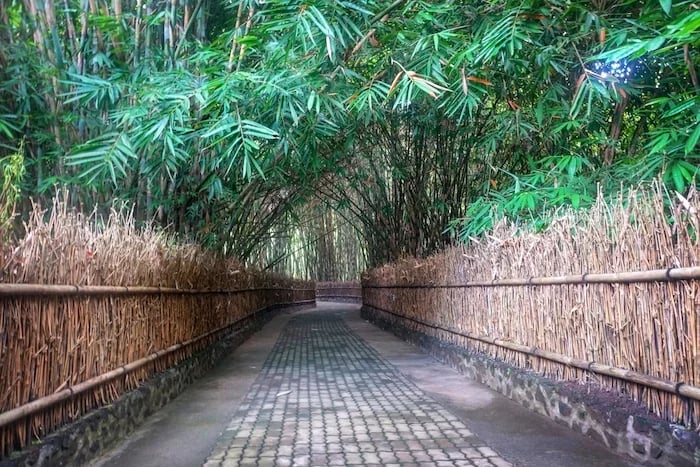 The Famous Penglipuran Bamboo Forest