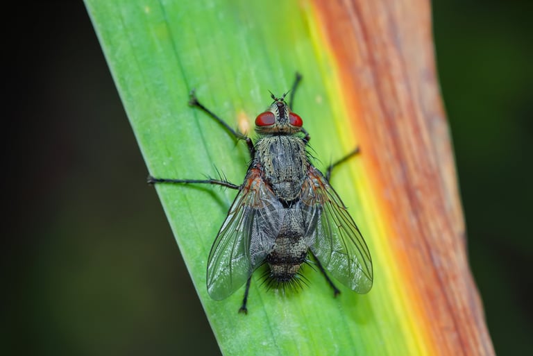 Mosche in cucina, rischio igienico e disinfestazione mosche in Sardegna