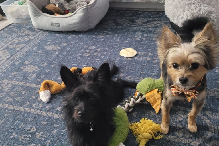 Two dogs playing during daycare