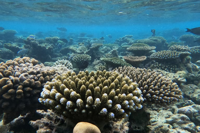 récifs coralliens coraux plongée