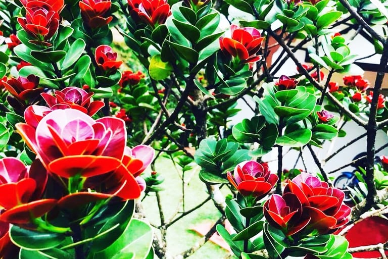Rare Keena plant in the garden of Nobel Bungalow Nuwara Eliya