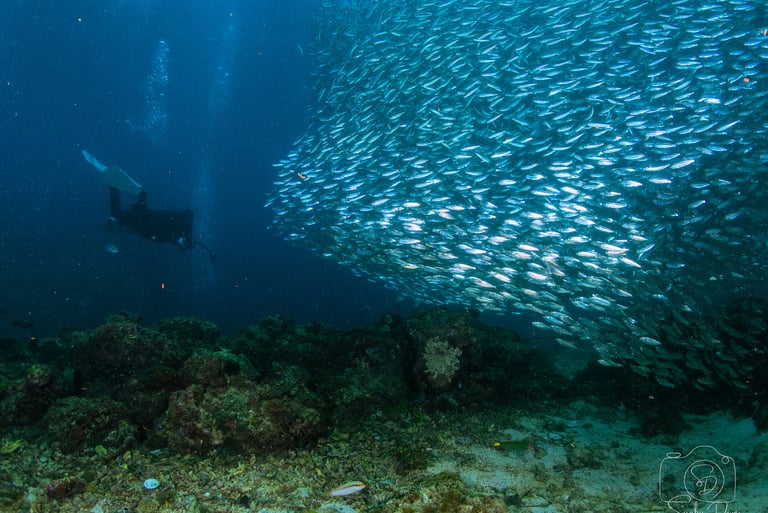 Beautiful photo of sardines run in Lapu-lapu while scuba diving