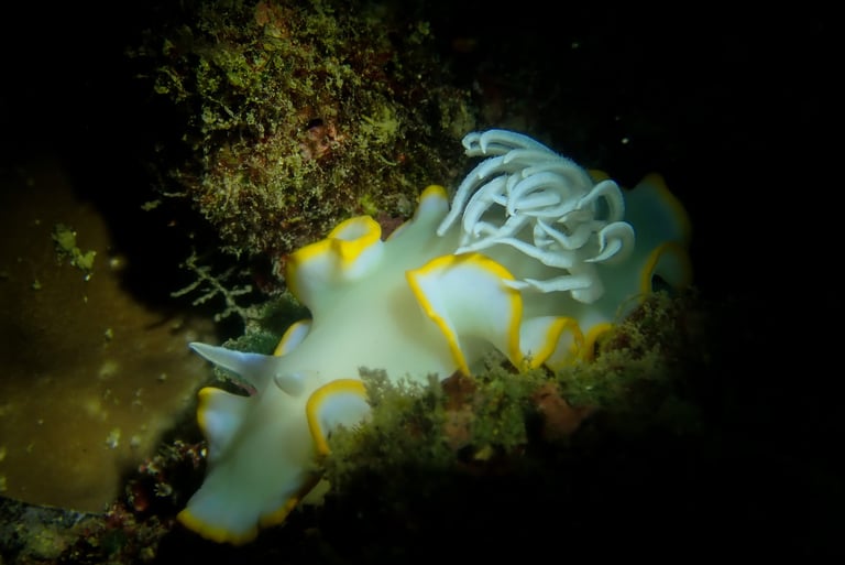 big white beautiful nudibranch taken underwater in Cebu