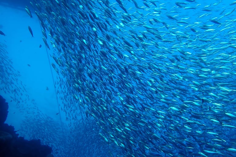 beautiful harmony of sardines underwater