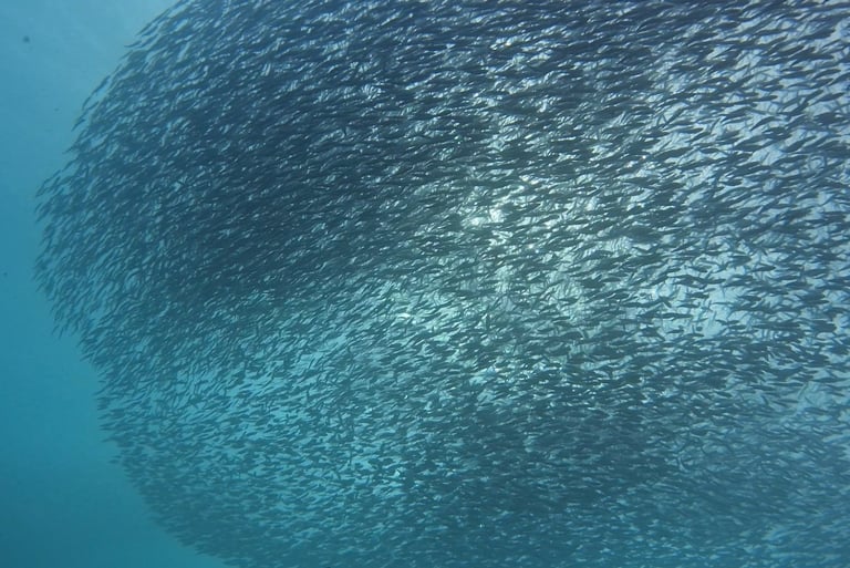 sardines run in Mactan, Cebu