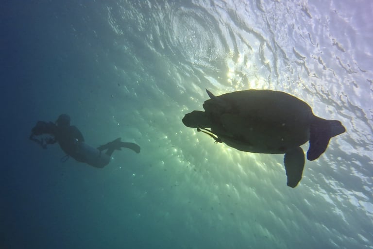 green sea turtle with a diver underwater
