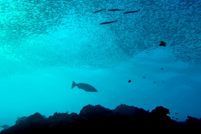beautiful underwater wide photo of sardines in Mactan, Cebu