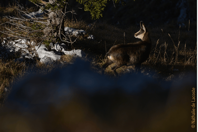 Projet HerbiLand Dynamique des populations d’ongulés sauvages en milieu supra-forestier